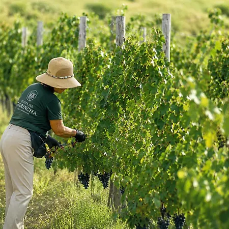 Quinta Da Terrincha * 토레드몽코보